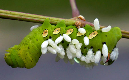 hornworm