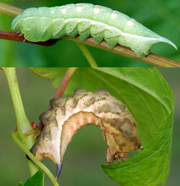 big green caterpillars in ohio