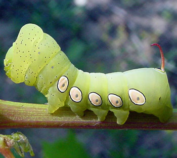 hornworm