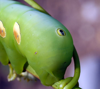 hornworm