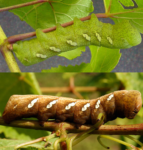 hellig Gæsterne genetisk Hornworm caterpillars: The big cats of the vineyard - MSU Extension