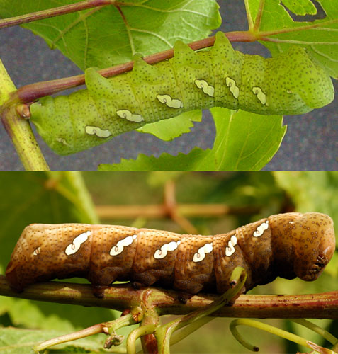 hornworms