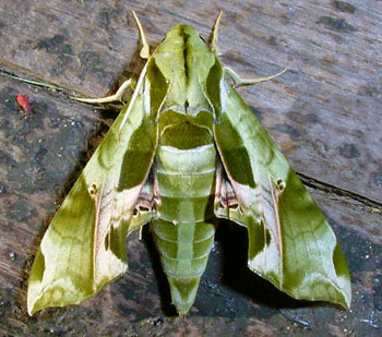 hornworm