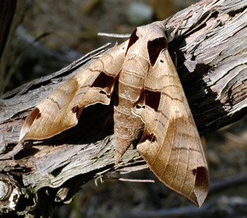 hornworm