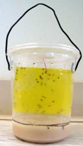 Yeast-baited trap Yeast-baited trap