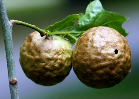 Oak apple gall