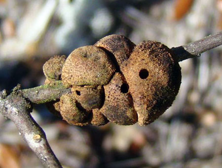 Gouty oak galls