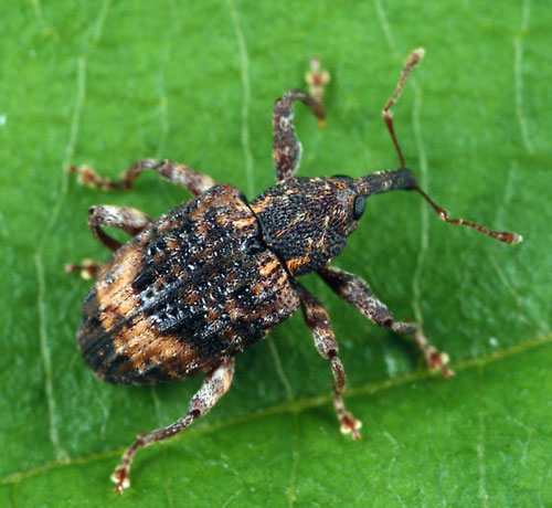 butternut curculio