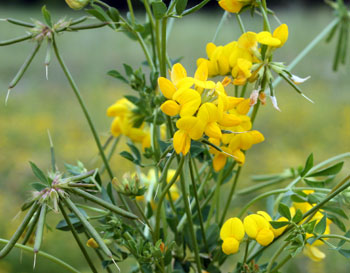 Birdsfoot trefoil