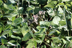 single plant wilt symptoms single plant wilt symptoms