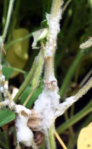 White mold White mold