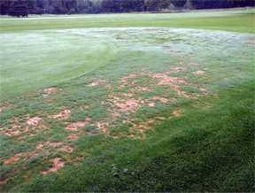 poorly draining turf