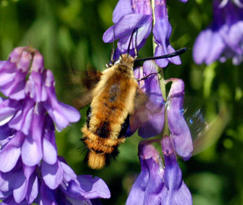 Bumblebee sphinx moth