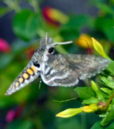 Tobacco hornworm moth