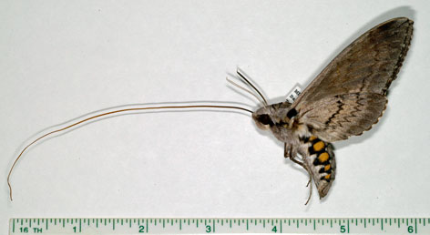 Tomato hornworm moth