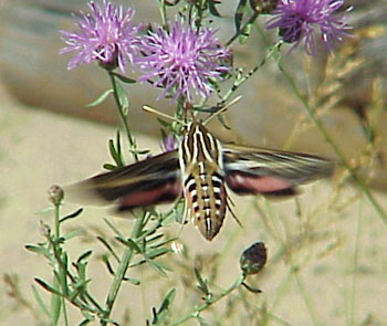 White-lined sphinx moth