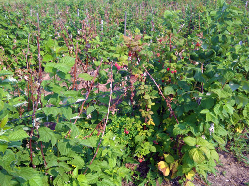 raspberry fruit raspberry fruit