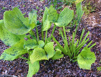 Leaves chewed off to stem