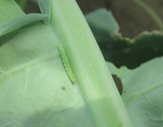 Diamondback moth larva