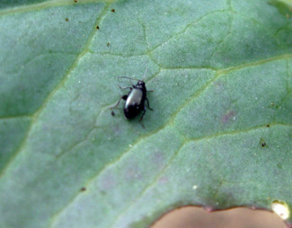 Flea beetle