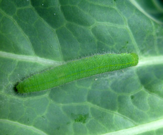 Imported cabbage worm