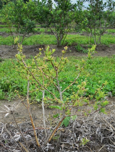 Glyphosate Herbicides, Will Roundup Kill Blackberry Bushes