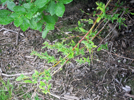 Strap-like leaves