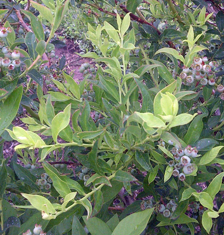 Glyphosate willow leaves