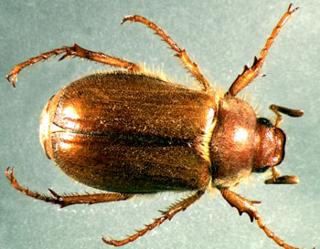 European chafer