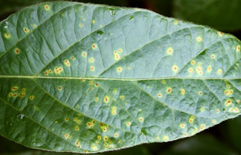 Bacterial blight