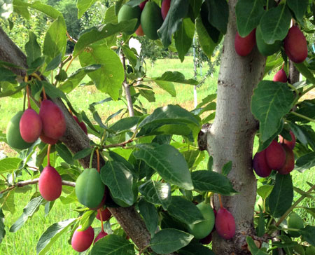 European plums self-thinning