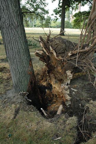 Fallen tree weakened by planting too close to another tree.