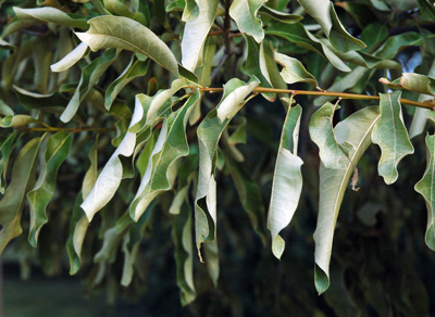 Leaves rolling from drought.