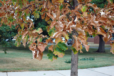 Drought-scorched tree leaves