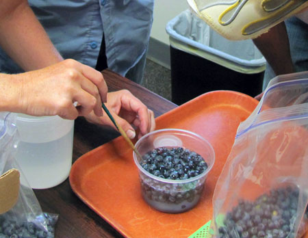 Blueberry fruit sampling