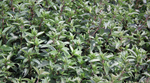Mint plants Mint plants