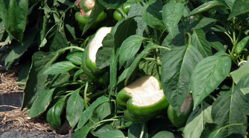 Sunscald on pepper Sunscald on pepper