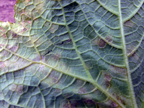 Downy mildew on bottom of leaf. Downy mildew on bottom of leaf.