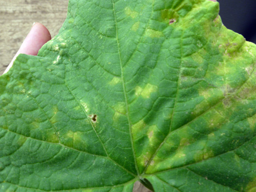 Downy mildew on top of leaf Downy mildew on top of leaf