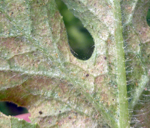 Close up of two-spotted spider mite injury