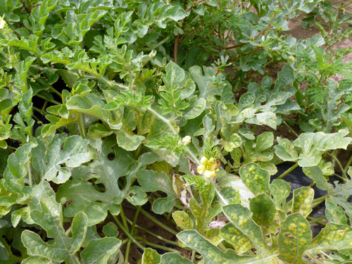 Two-spotted spider mite injury. Two-spotted spider mite injury.