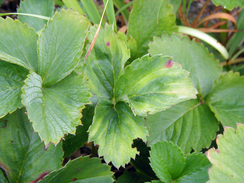 Potato leafhopper injury