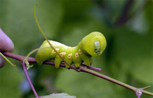 Pandora sphinx Pandora sphinx