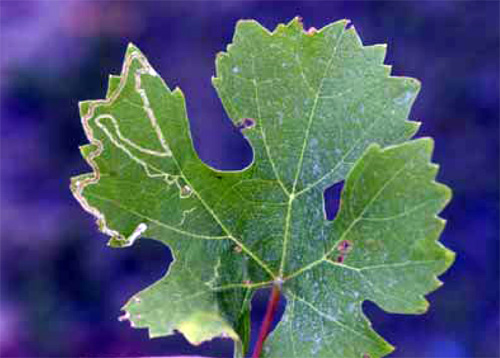 Serpentine leafminer