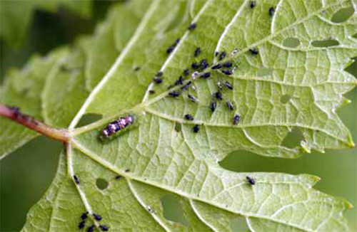 Larvae and aphids Larvae and aphids
