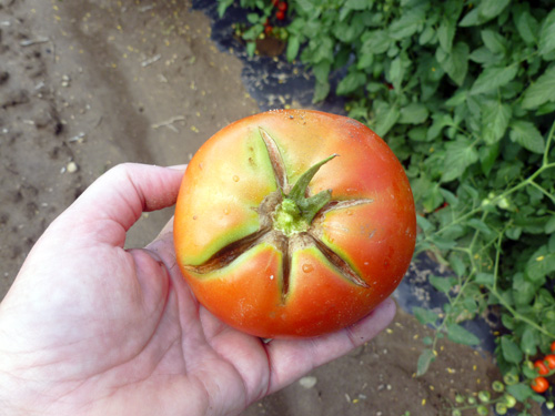 Cracking on tomato Cracking on tomato