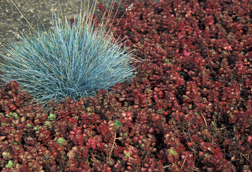 Blue Fescue