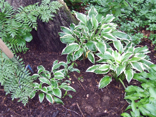 Over mulched perennials