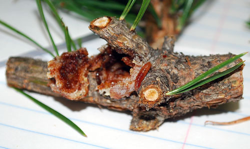 Northern pitch twig moth larvae Northern pitch twig moth larvae