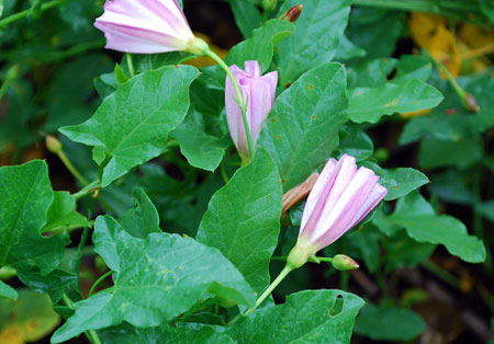 Field bindweed Field bindweed